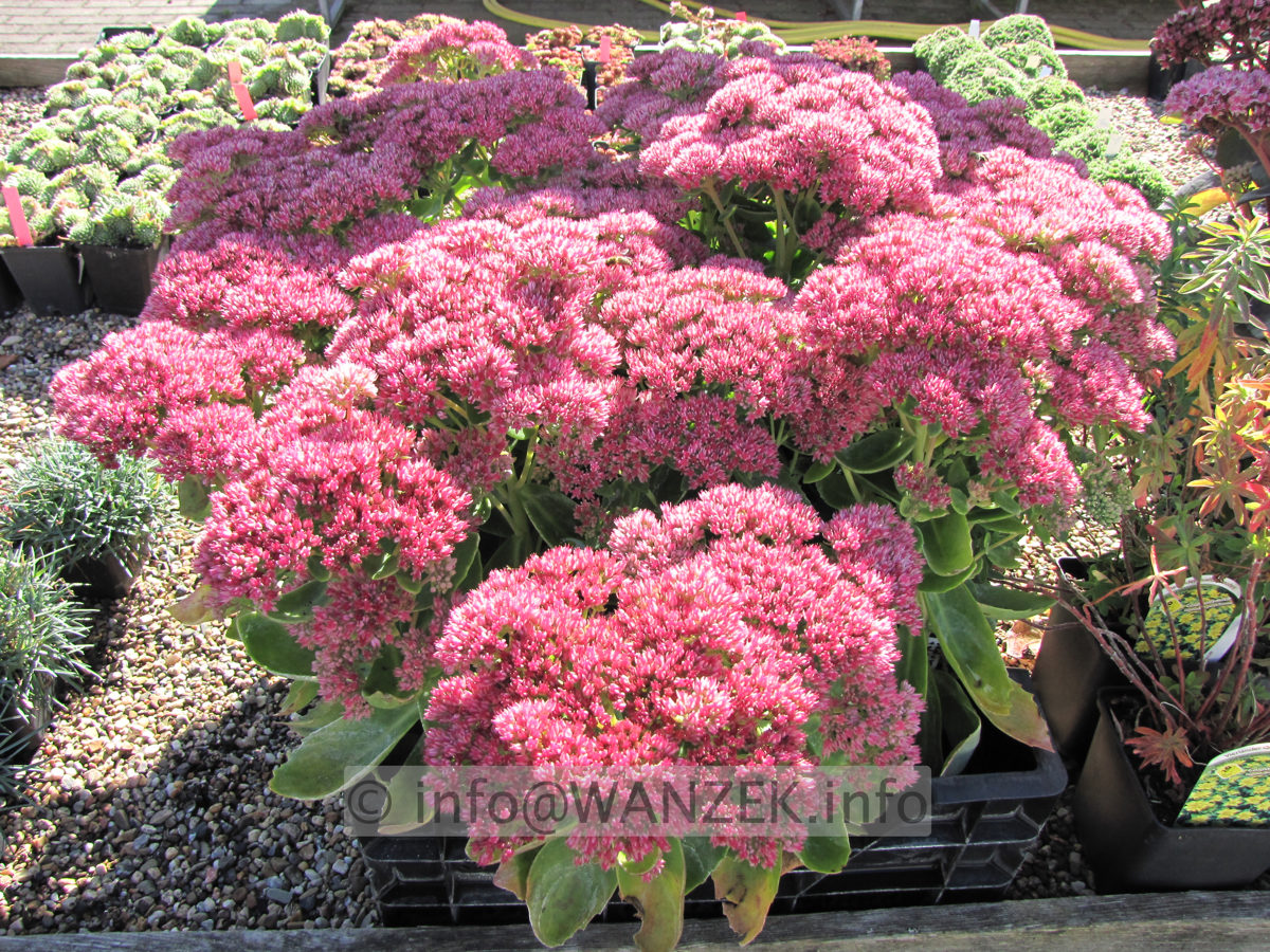 Sedum telephium Herbstfreude.JPG